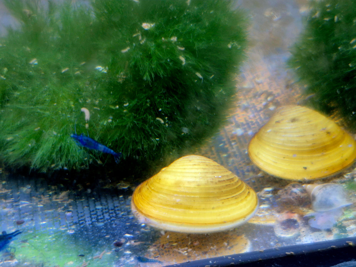 Muscheln