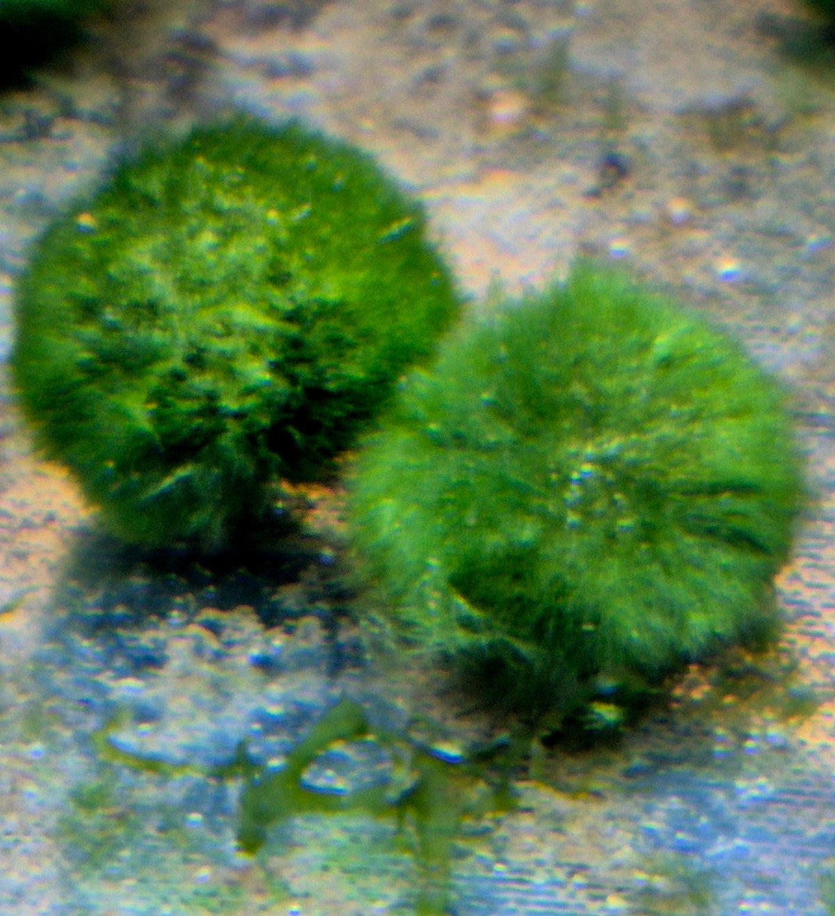 Aquariumpflanzen