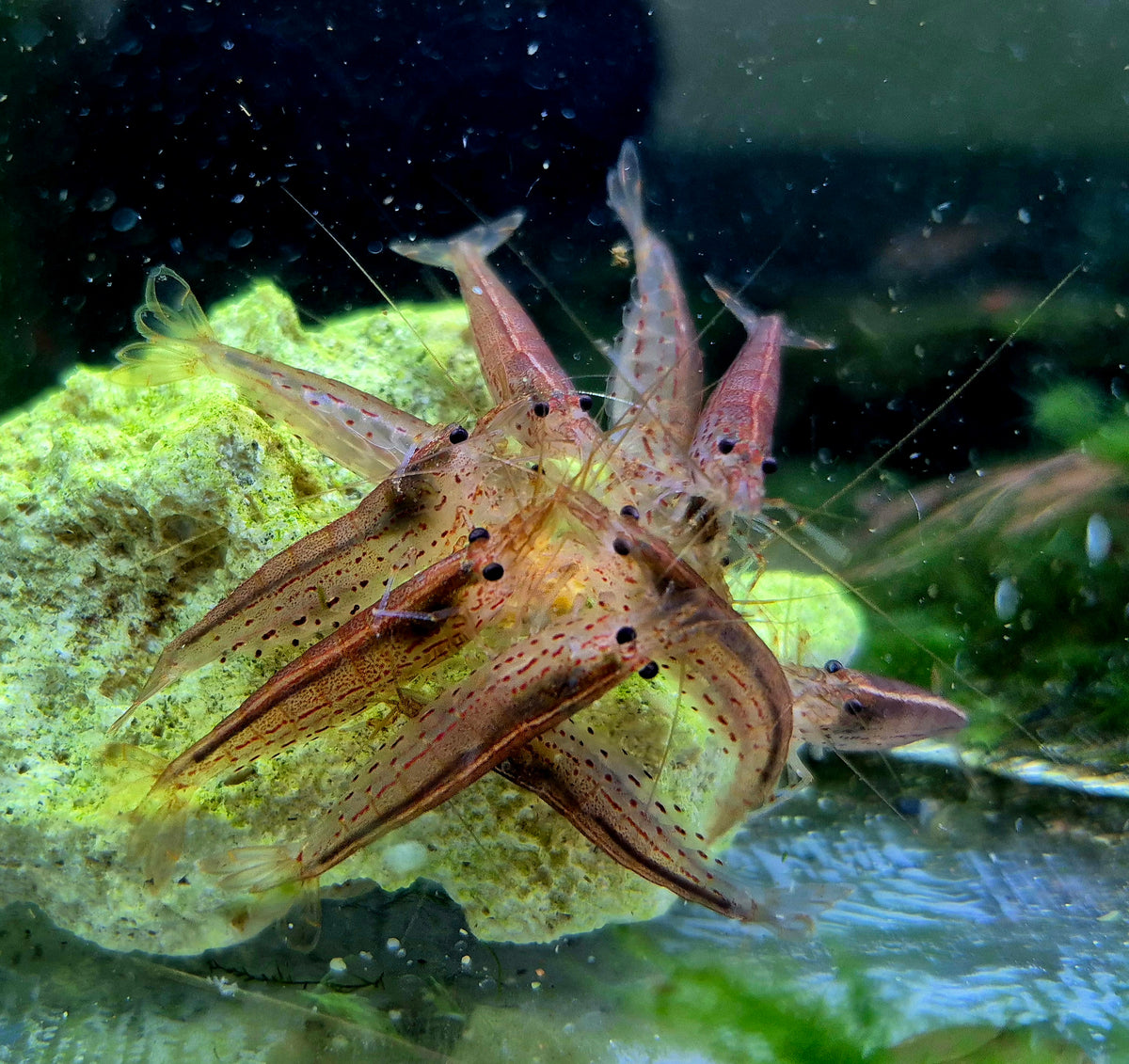 Amano Garnelen