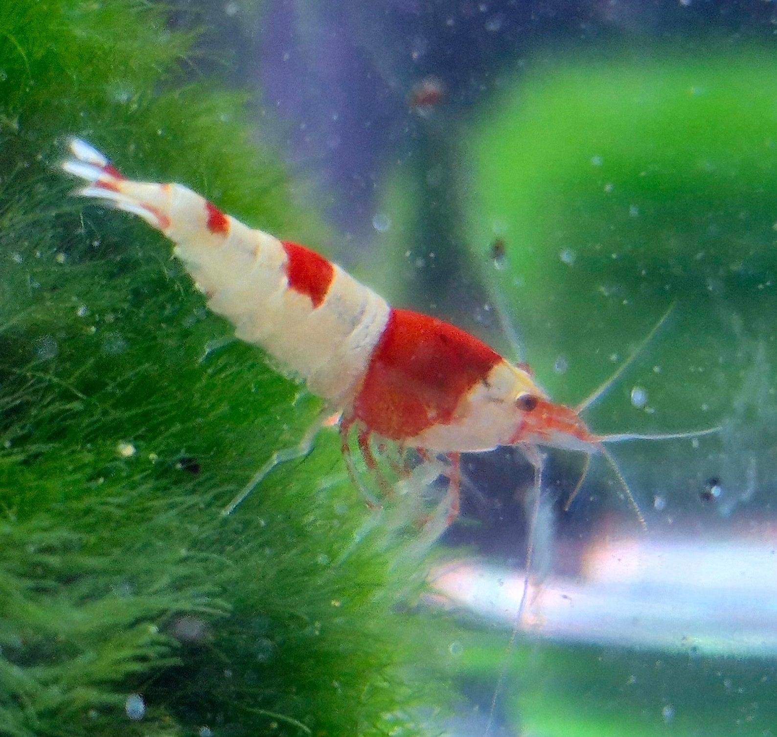 Red Bees Leitungswasser