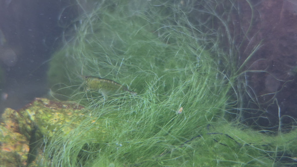 Green Jade Grün Zwerggarnele Neocaridina Davidi