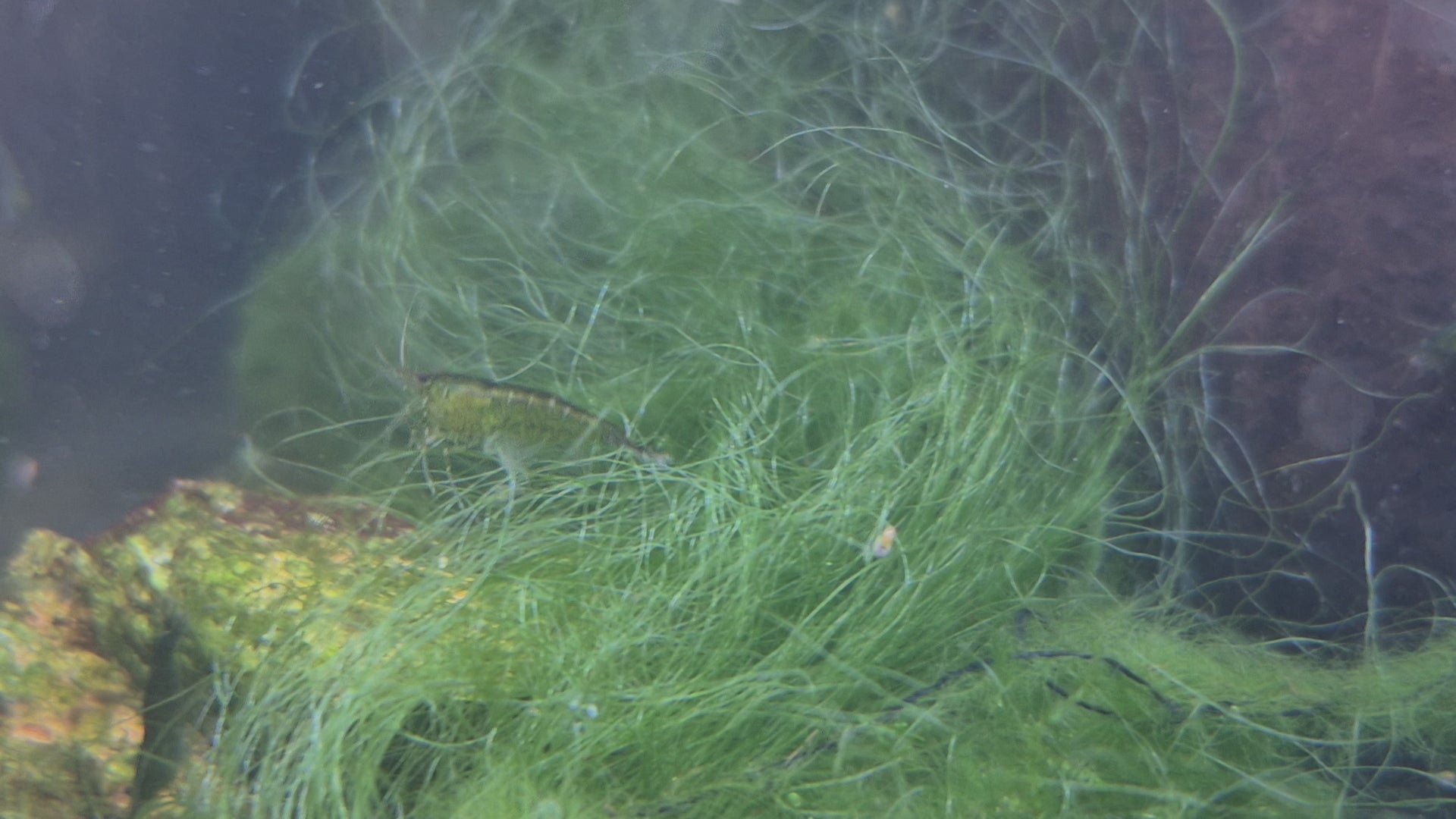 Green Jade Grün Zwerggarnele Neocaridina Davidi