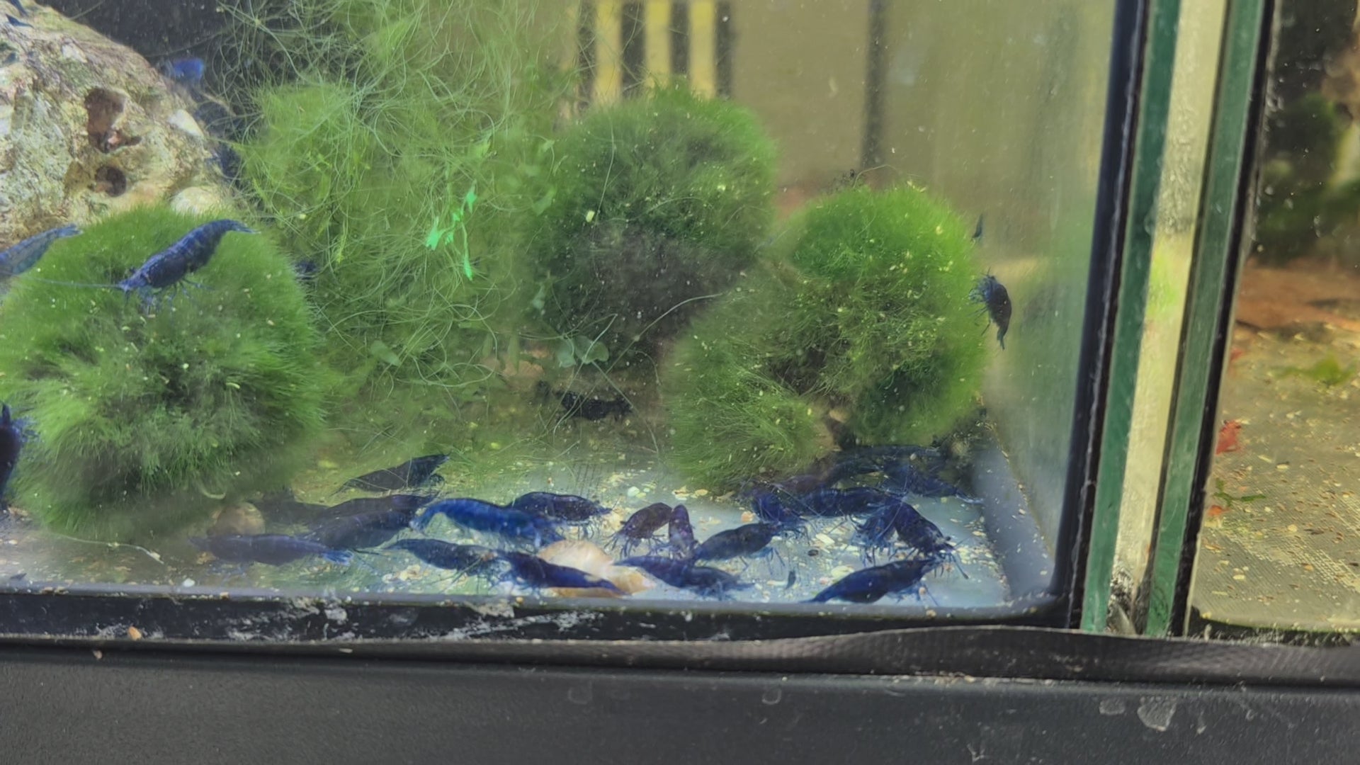 Blue Dream blau Zwerggarnele Neocaridina Davidi