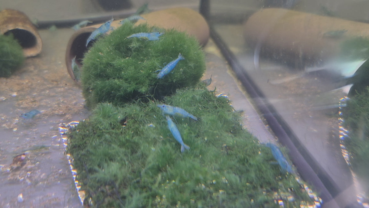 Tragende Blue Jelly Garnelen – mit Eiern tragend 🦐💙