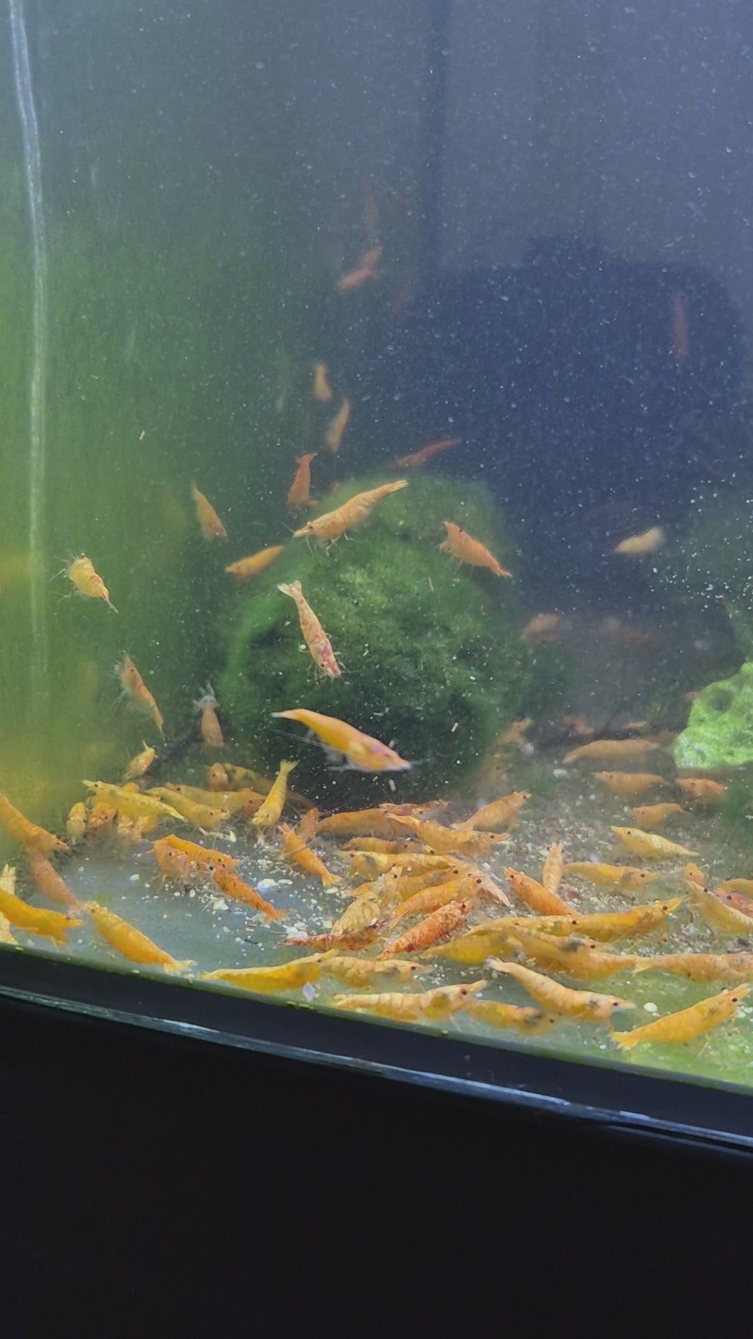 Rarität Koi Sunburst Orange Zwerggarnele Neocaridina Davidi Garnelen