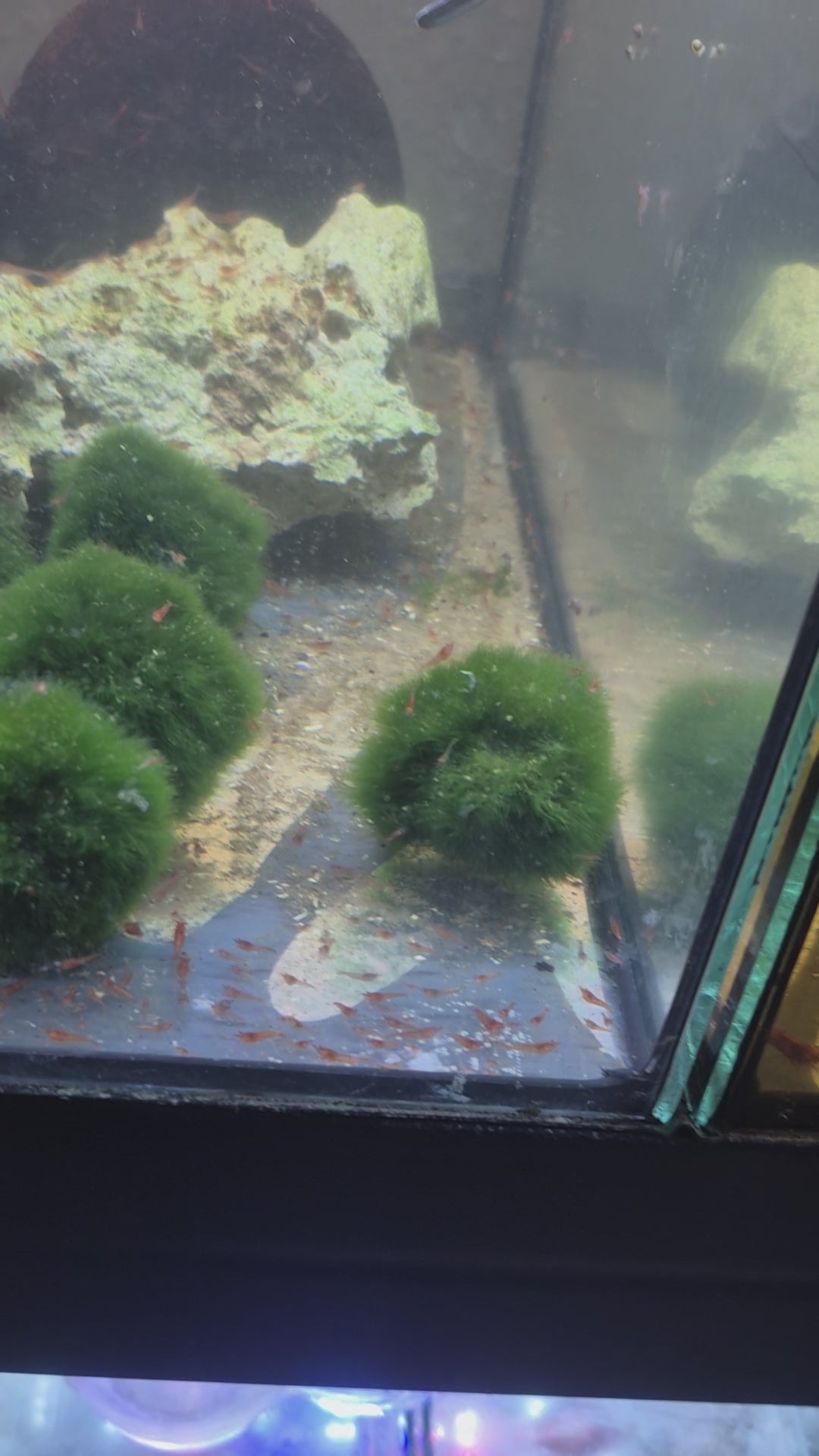 Bloody Mary Baby Boom Angebot: 40x kleine Bloody Mary aus High Grade Stamm Schnäppchen