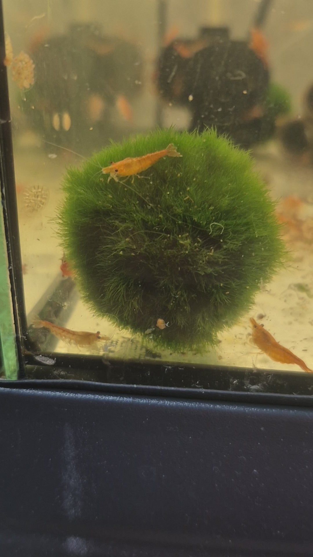 Orange Sunkist Sakura Zwerggarnele Neocaridina Davidi