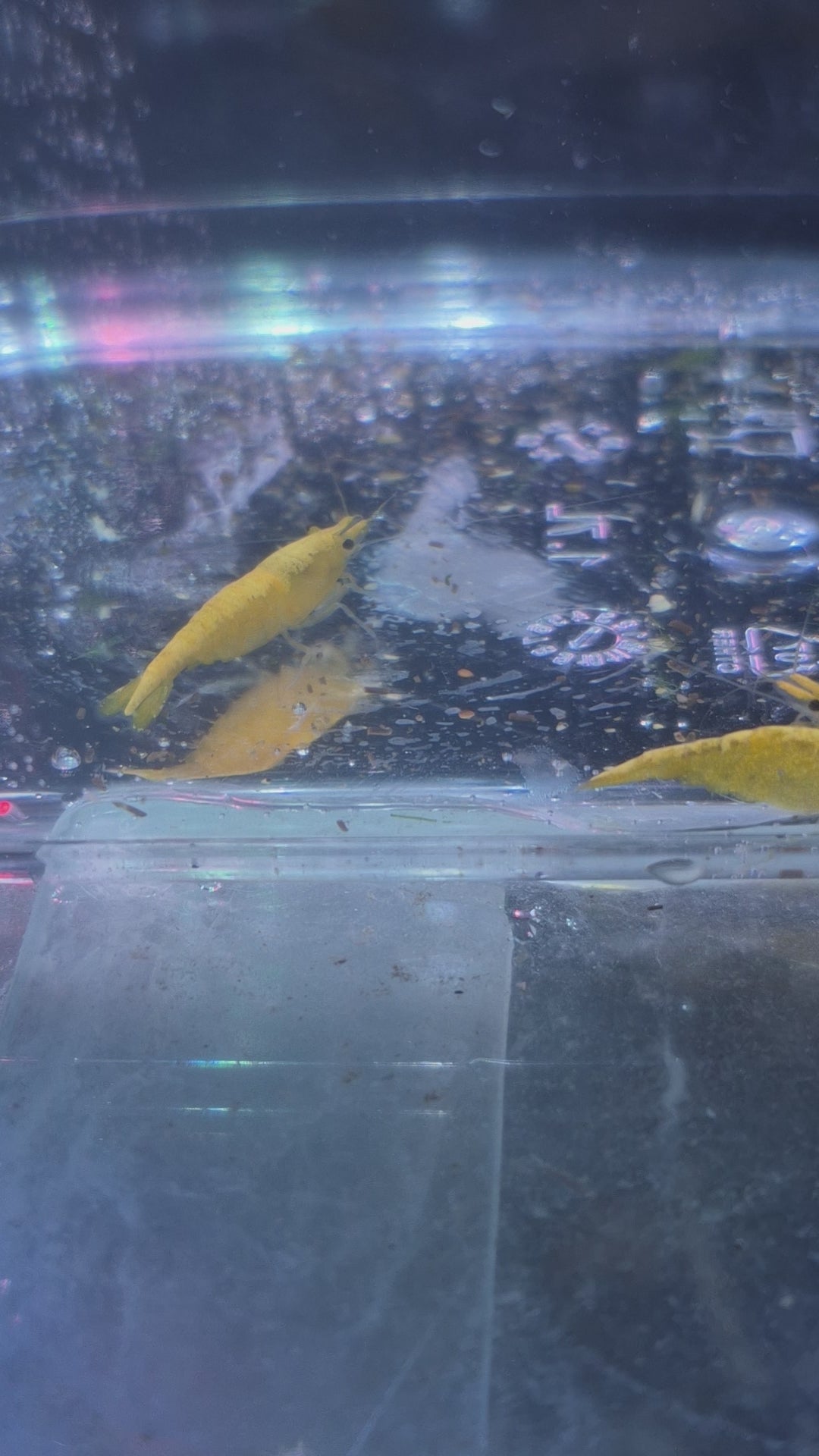 Yellow Neon Stripes Gelb Zwerggarnele Neocaridina Davidi