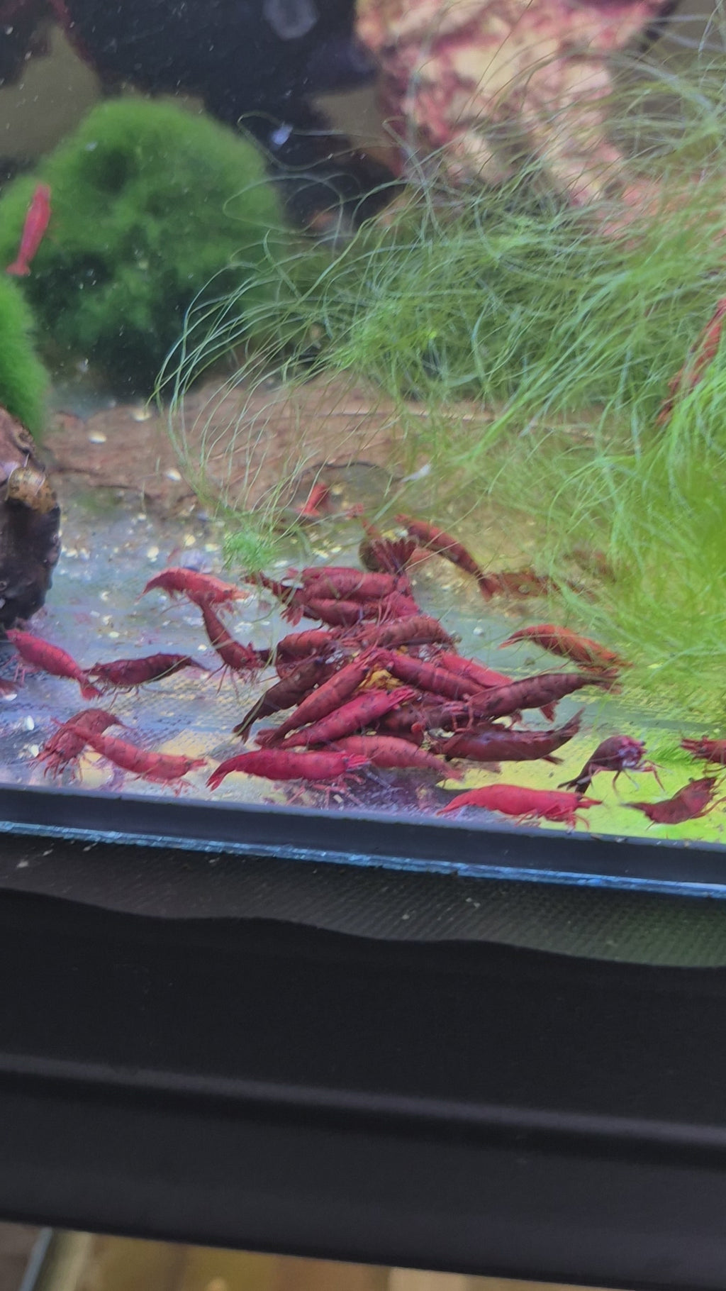 Bloody Mary Rot Zwerggarnele Neocaridina Davidi
