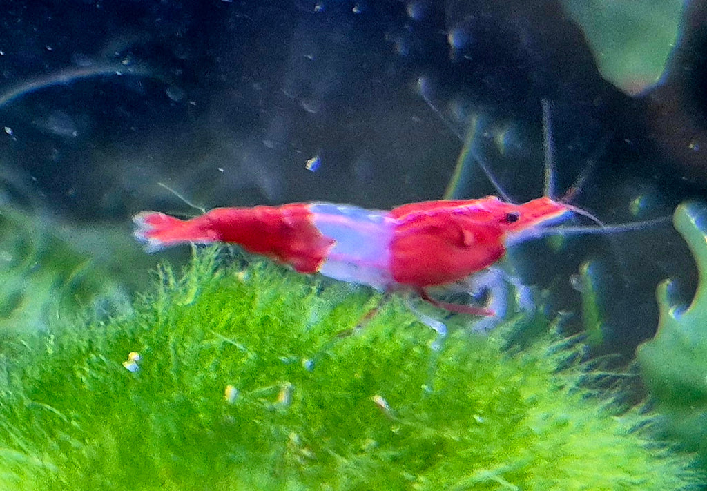 Red Rili Rot Zwerggarnele Neocaridina Davidi