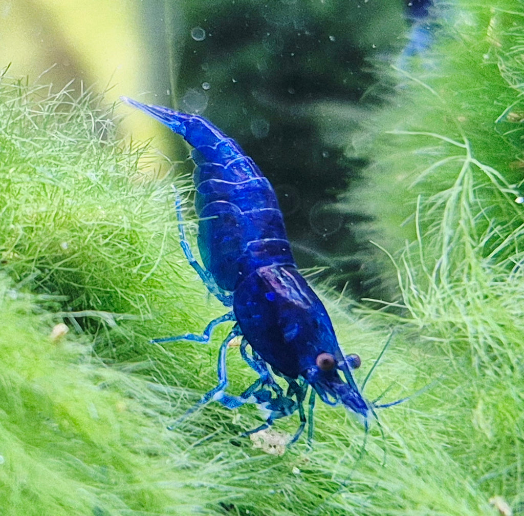 Blue Dream blau Zwerggarnele Neocaridina Davidi