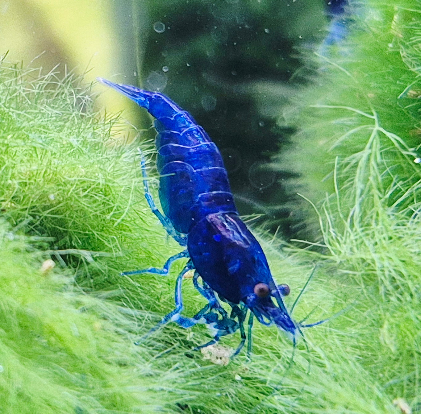 Blue Dream blau Zwerggarnele Neocaridina Davidi