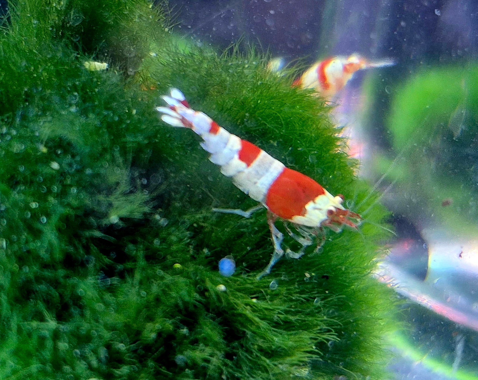 Red Bees – Wunderschöne Garnelen Rot Weiss , in Leitungswasser gezüchtet