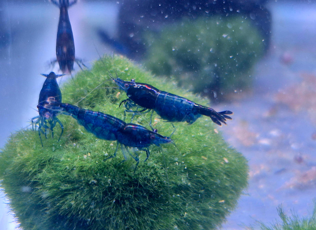 Blue Black Rili Zwerggarnele Neocaridina Davidi