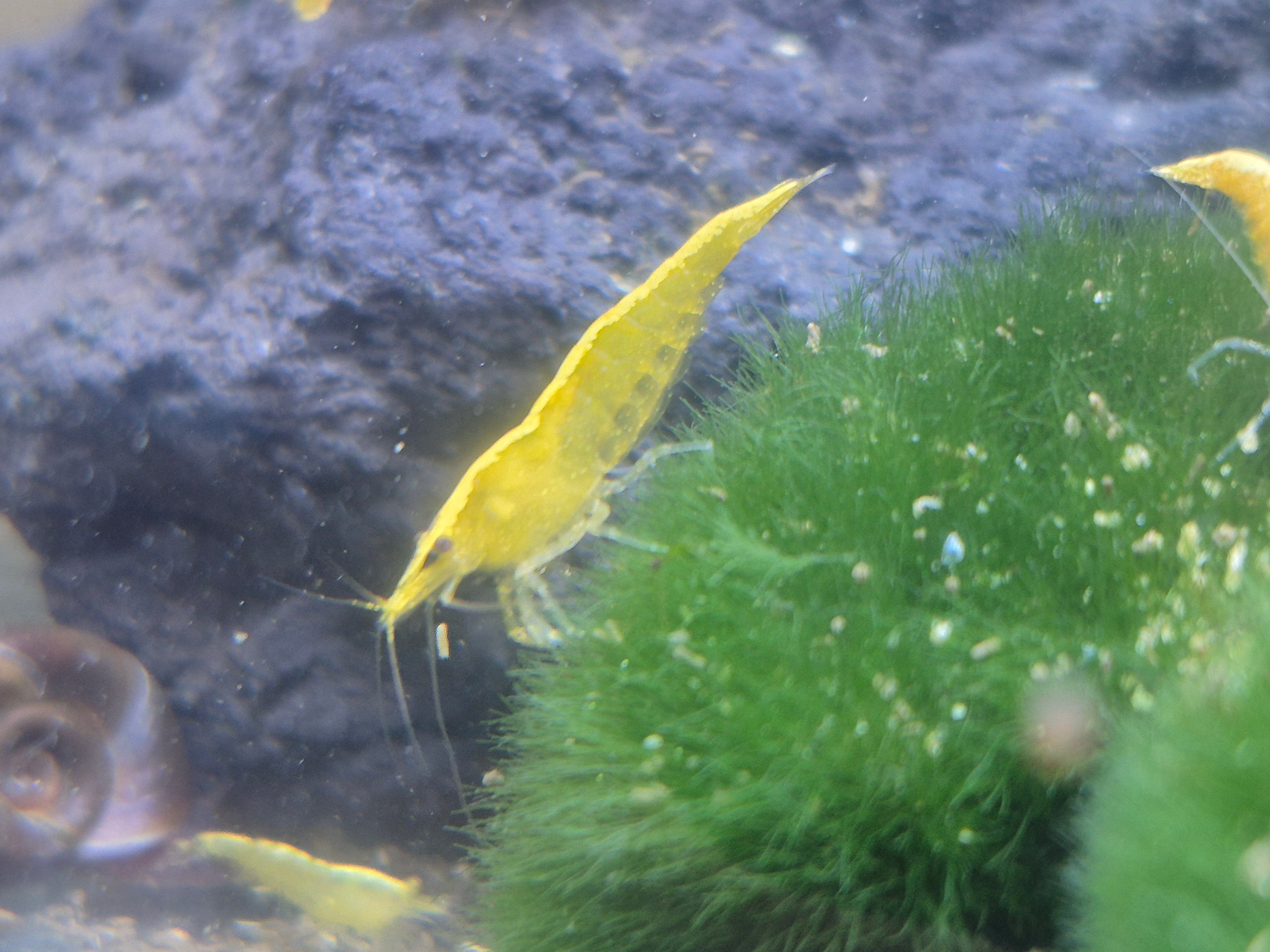 Yellow Neon Stripes Gelb Zwerggarnele Neocaridina Davidi