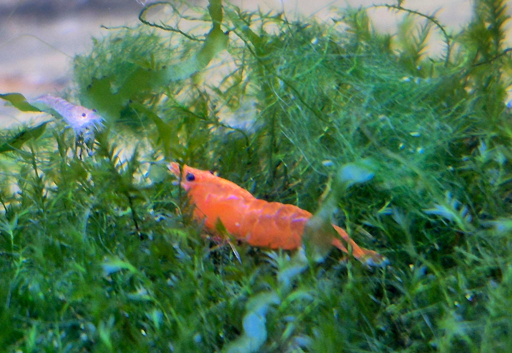 Orange Sunkist Sakura Zwerggarnele Neocaridina Davidi