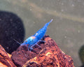 Dark Blue Jelly Blau Extrene Zwerggarnele Neocaridina Davidi