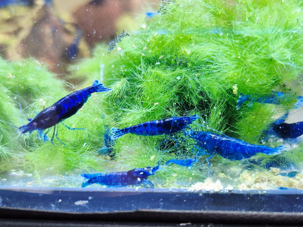 Blue Dream blau Zwerggarnele Neocaridina Davidi