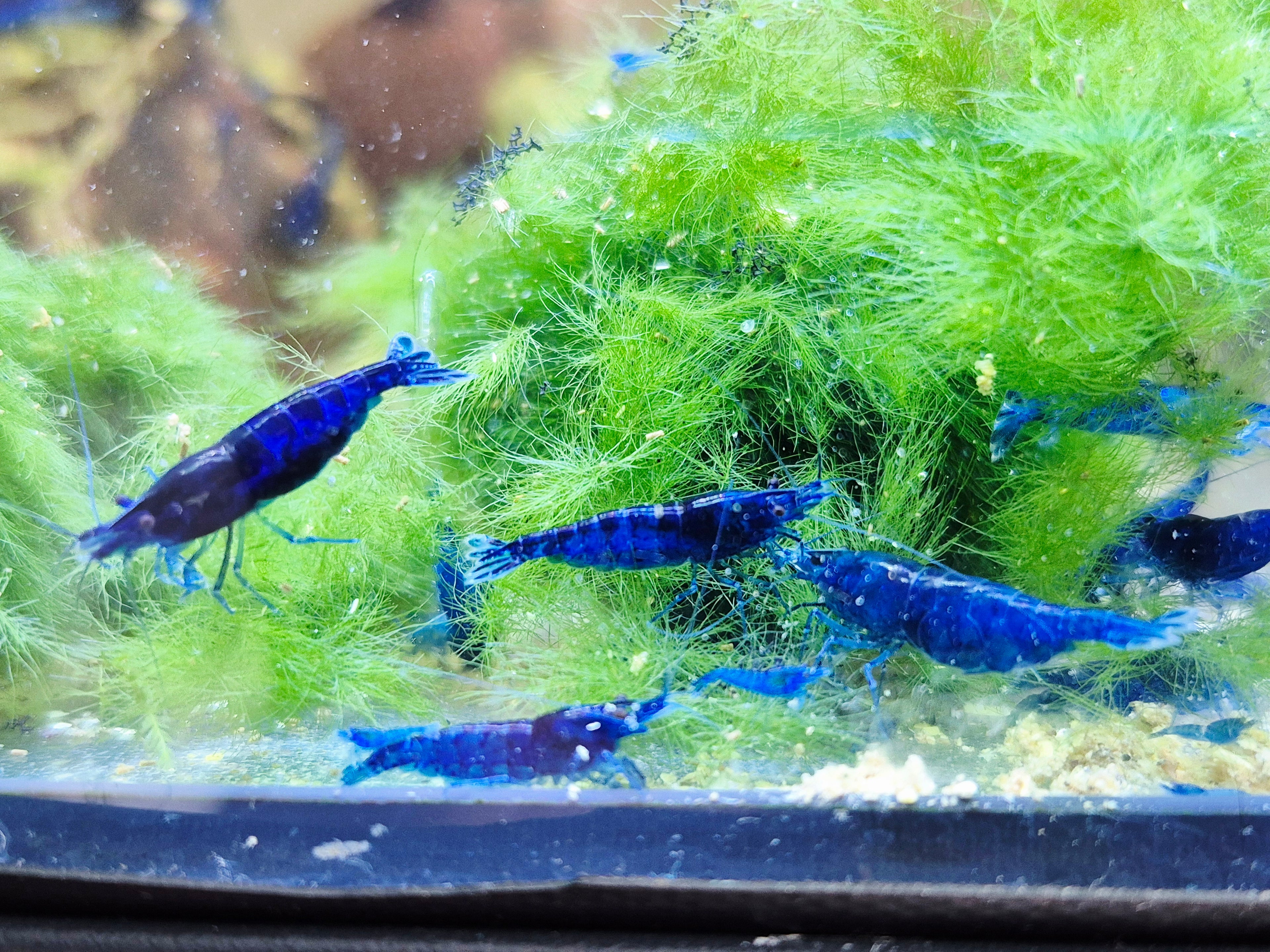 Blue Dream blau Zwerggarnele Neocaridina Davidi