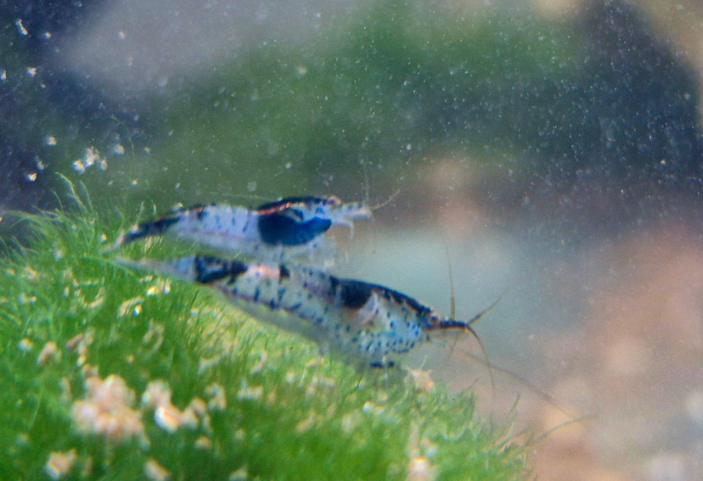 Carbon Rili Schwarz blau Zwerggarnele Neocaridina Davidi