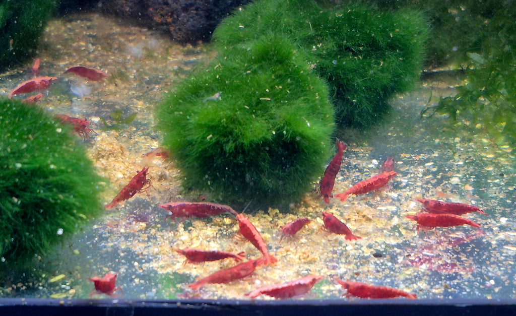 Red Sakura Rot Zwerggarnele Neocaridina Davidi
