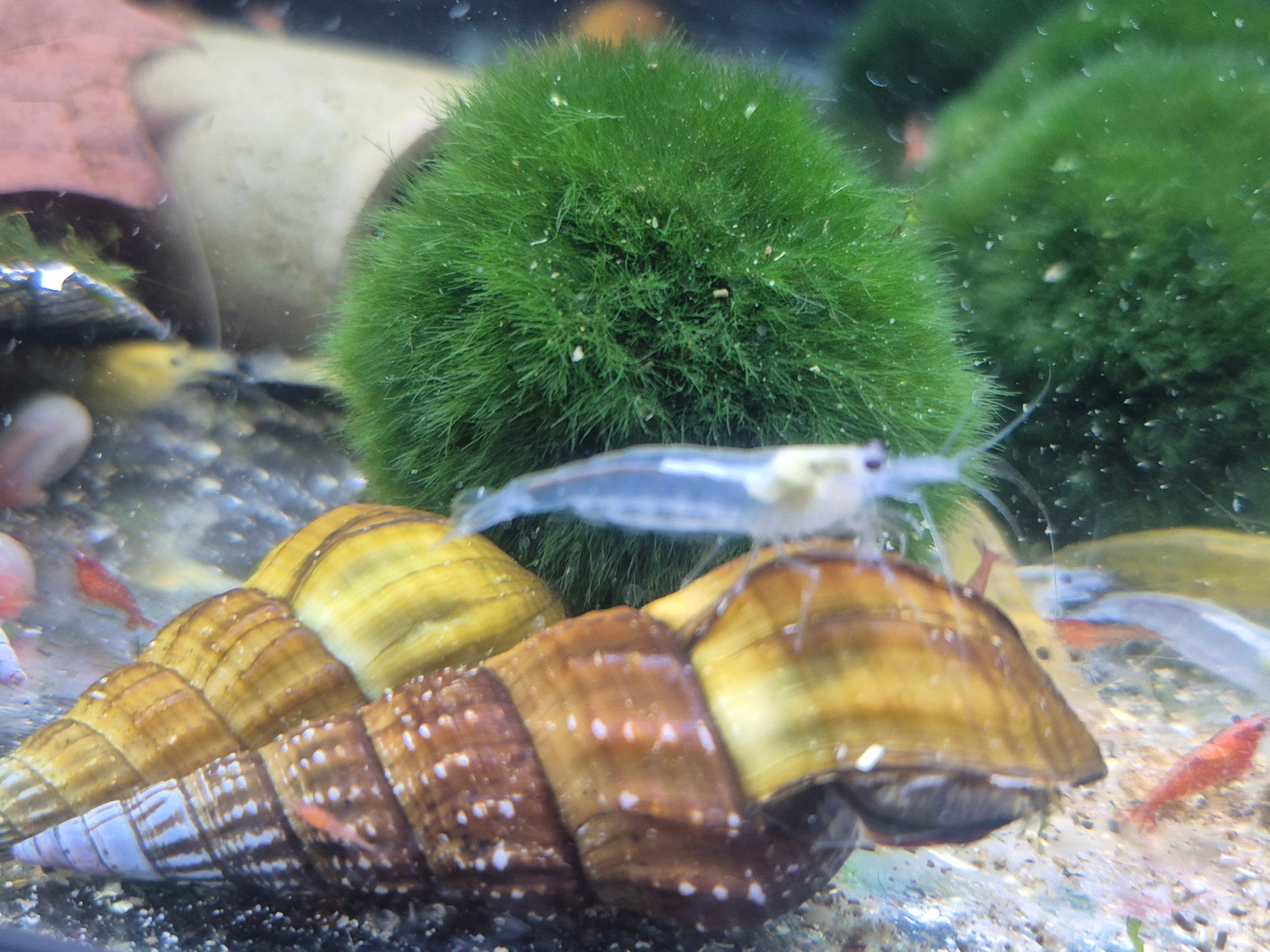 XL weisse Amanogarnelen (Caridina multidentata) – ca. 3 cm