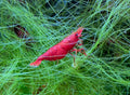 Bloody Mary Rot Zwerggarnele Neocaridina Davidi