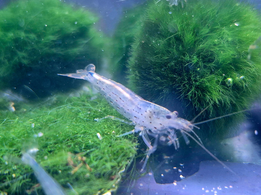 Amanogarnelen (Caridina multidentata) – ca. 2 cm, naturfarben, robuste Algenfresser für Gesellschaftsbecken