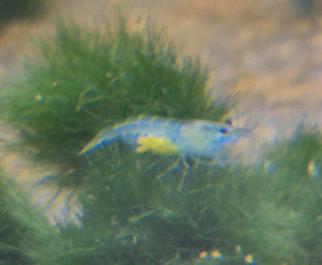 Tragende Blue Jelly Garnelen – mit Eiern tragend 🦐💙