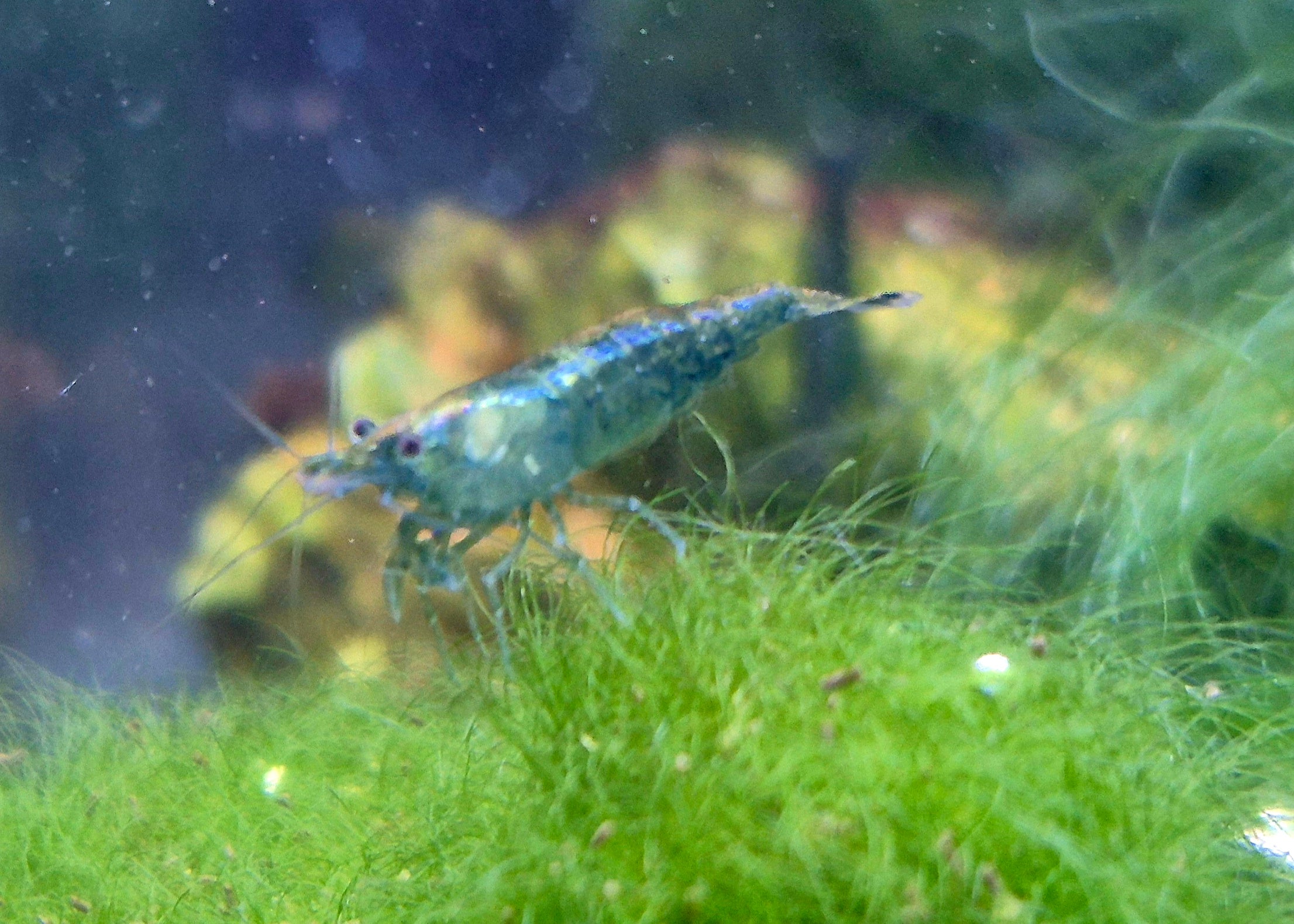 Green Jade Grün Zwerggarnele Neocaridina Davidi