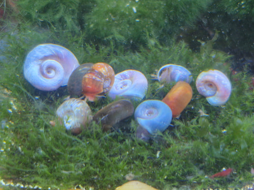 10x Dreifarbiger Posthornschnecken-Mix (mittlere Größe)