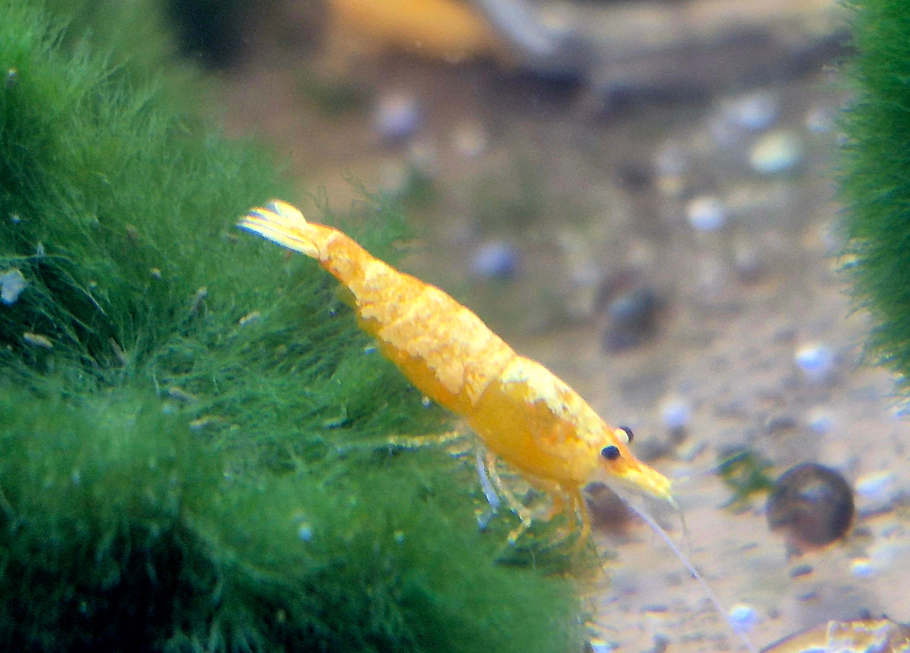 Orange Extreme Backline Zwerggarnele Neocaridina Davidi
