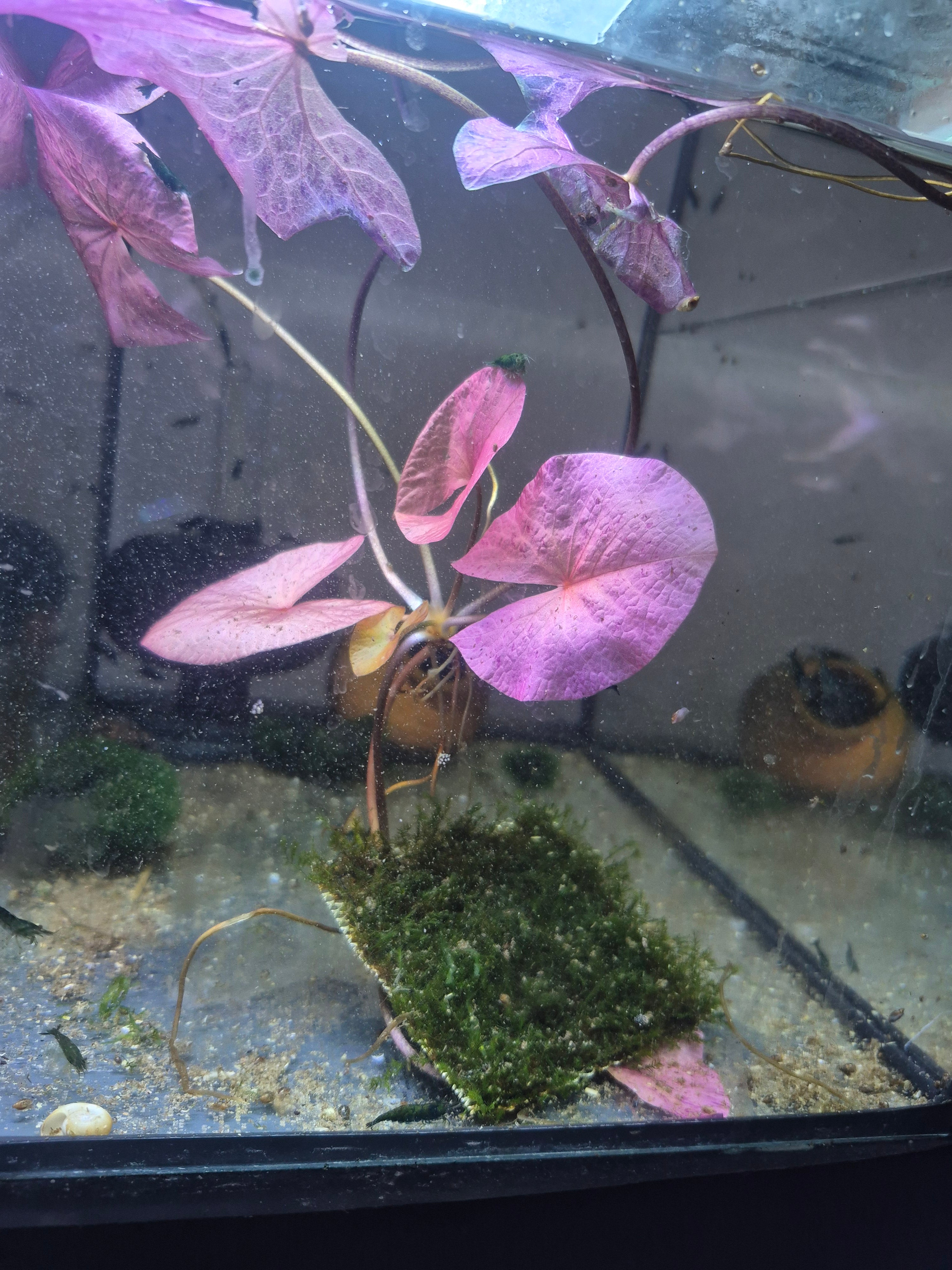 Lotusblütenknolle (Nelumbo) – natürliche Struktur für Garnelen-Aquarien