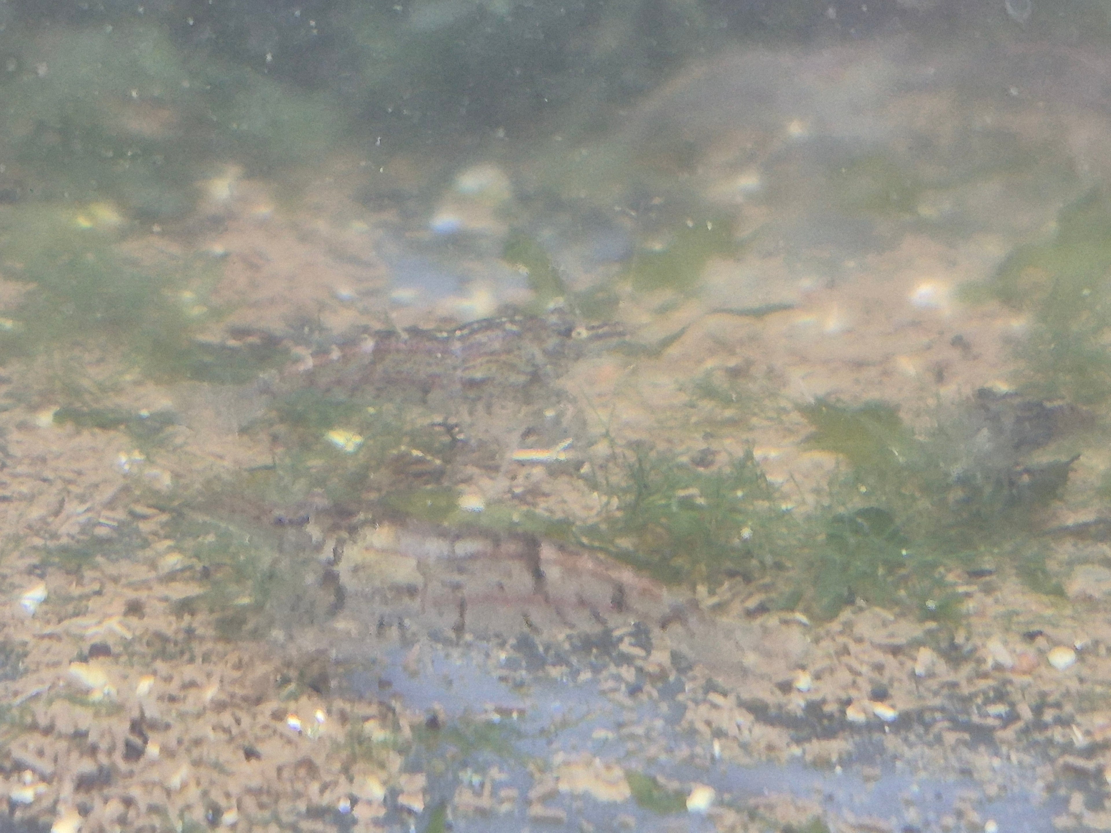 Neocaridina sp. – Farblos / Naturform grössenmix 1-2cm