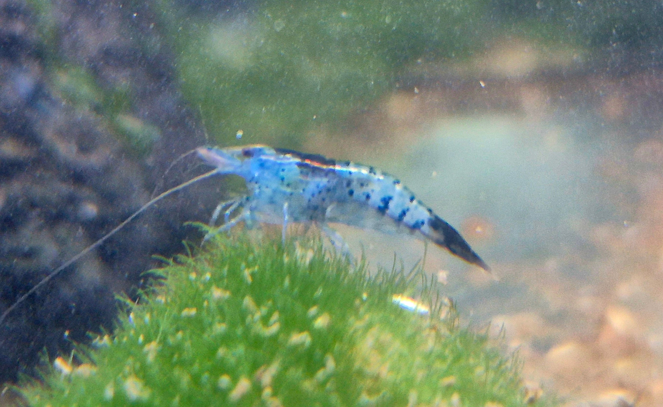 Carbon Rili Schwarz blau Zwerggarnele Neocaridina Davidi