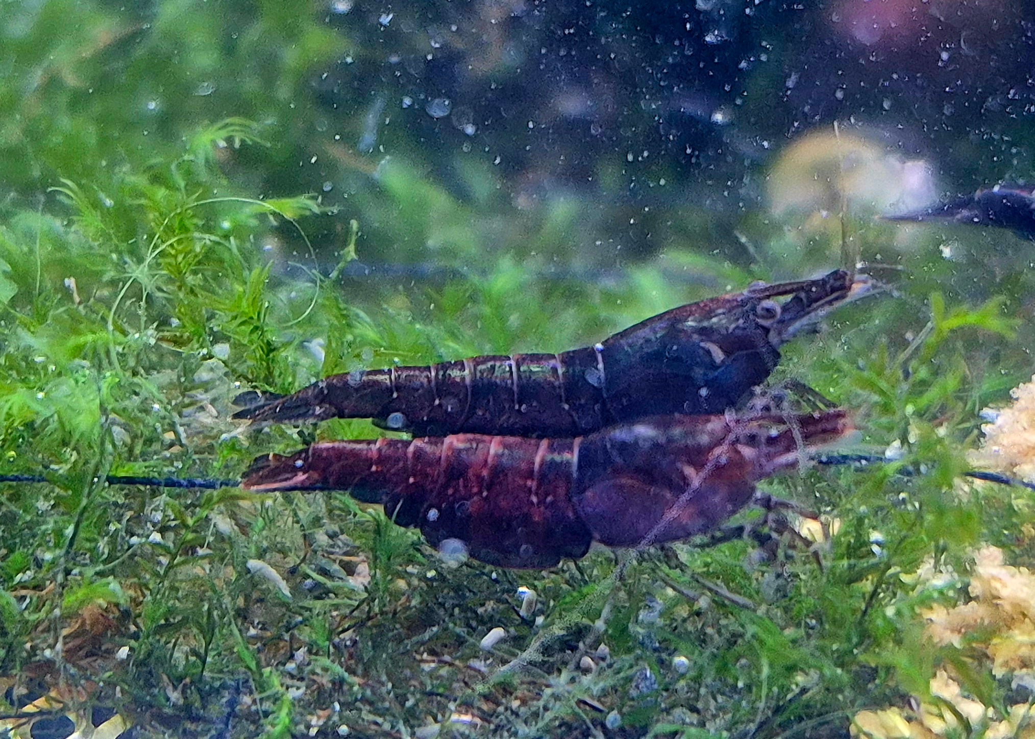 Red Onyx Zwerggarnele Neocaridina Davidi
