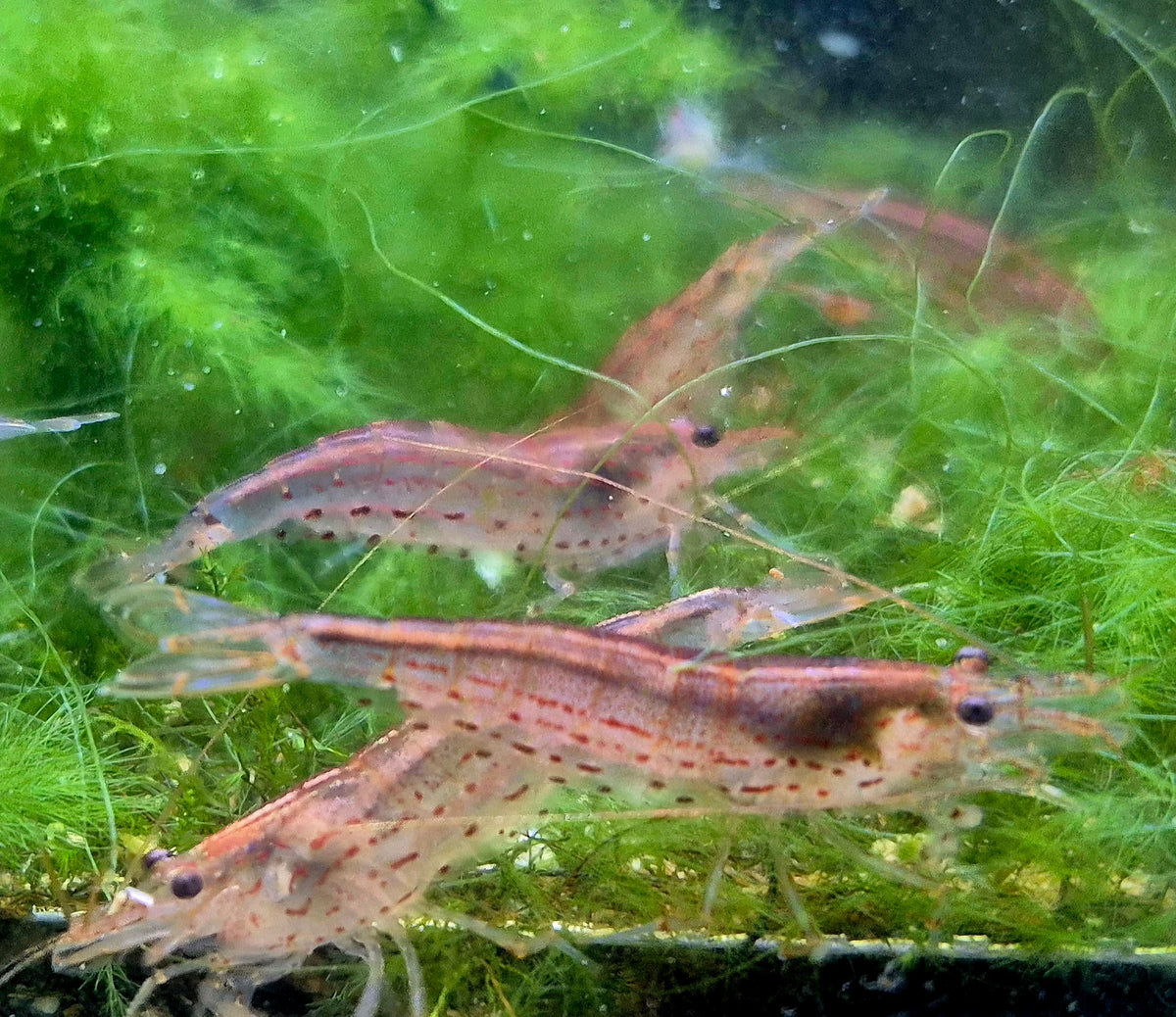 Amanogarnelen Rot (Caridina multidentata) – Grösse L- ca. 3 cm robuste Algenfresser für Gesellschaftsbecken