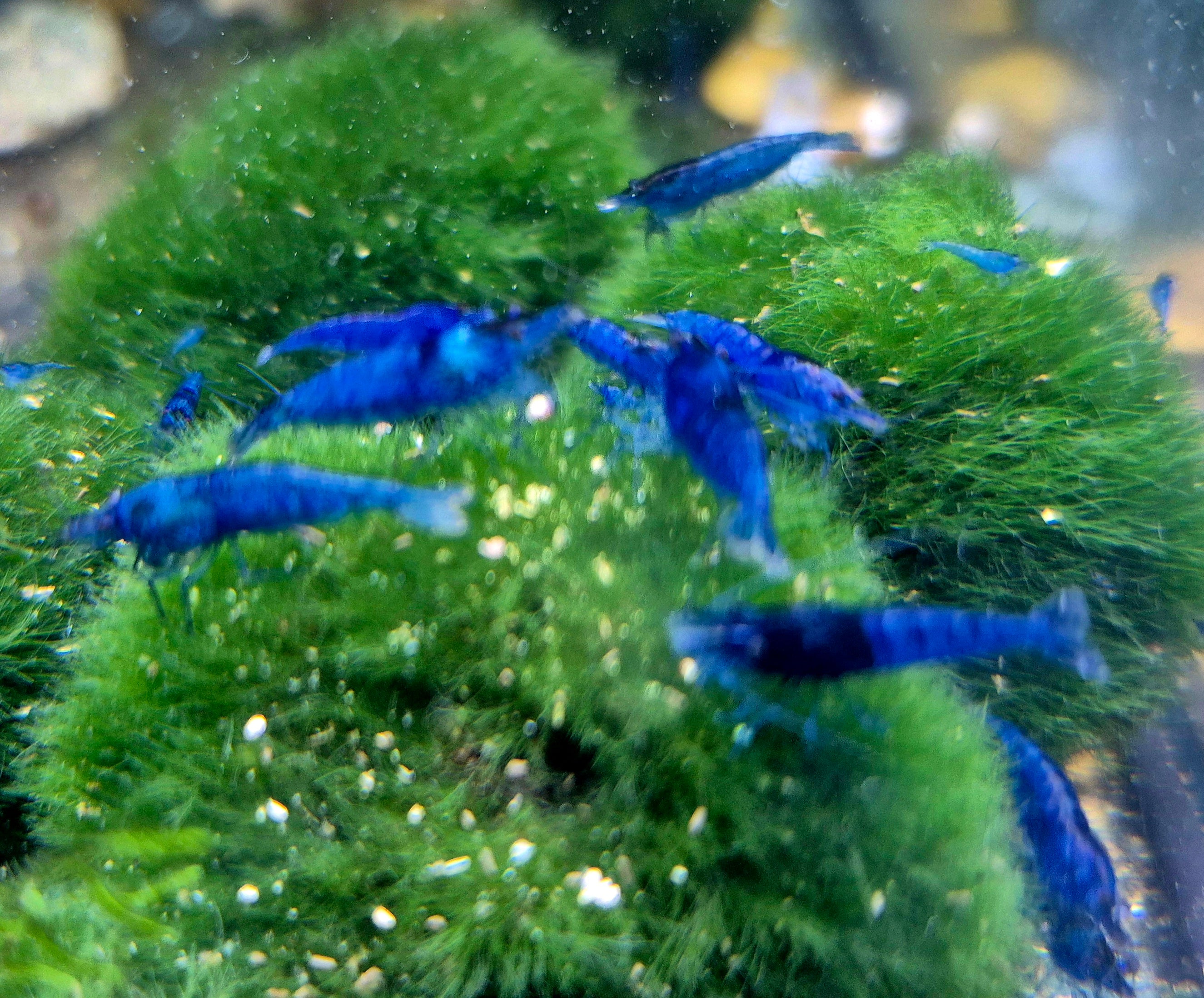Blue Dream blau Zwerggarnele Neocaridina Davidi