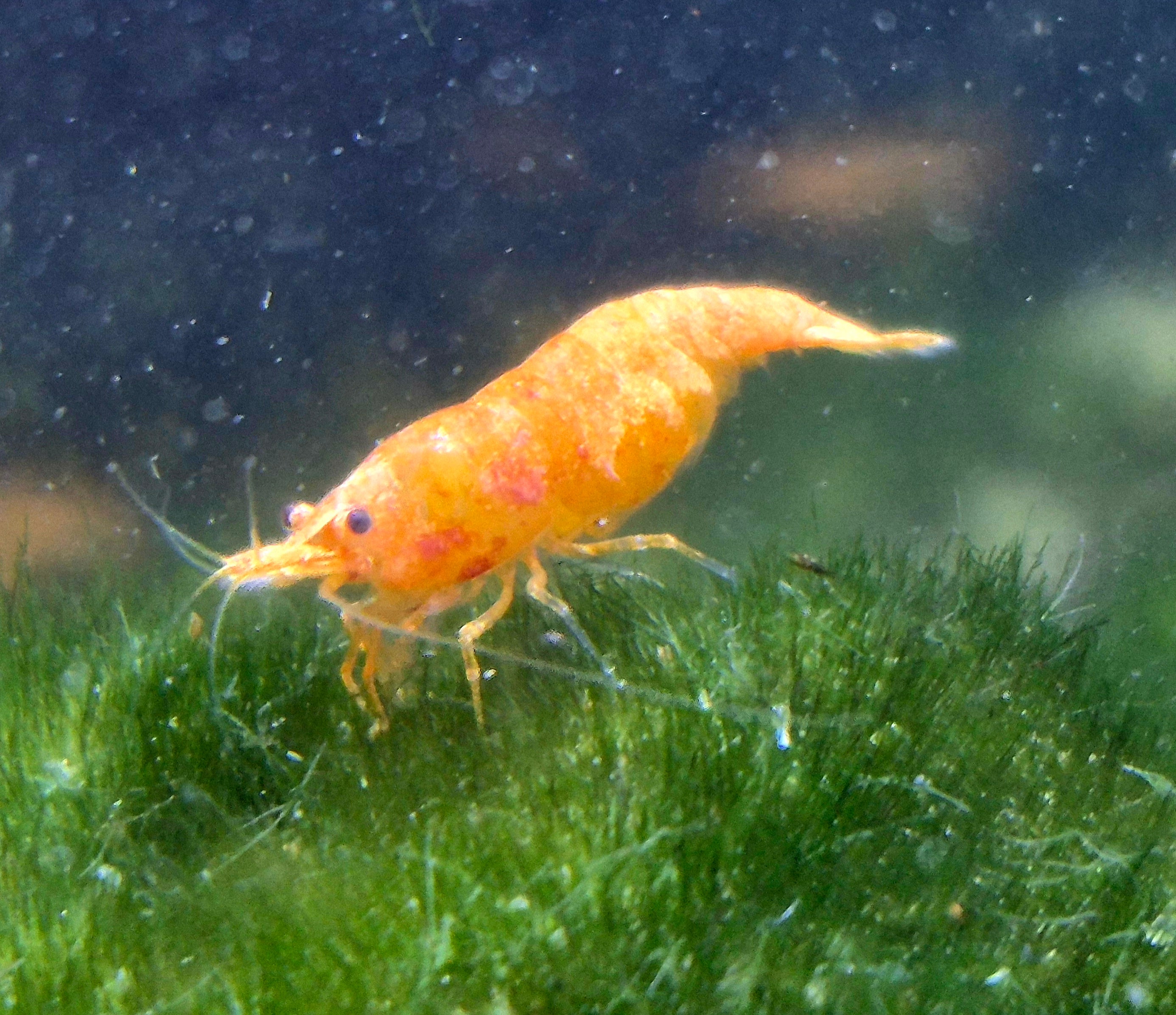 Rarität Koi Sunburst Orange Zwerggarnele Neocaridina Davidi Garnelen