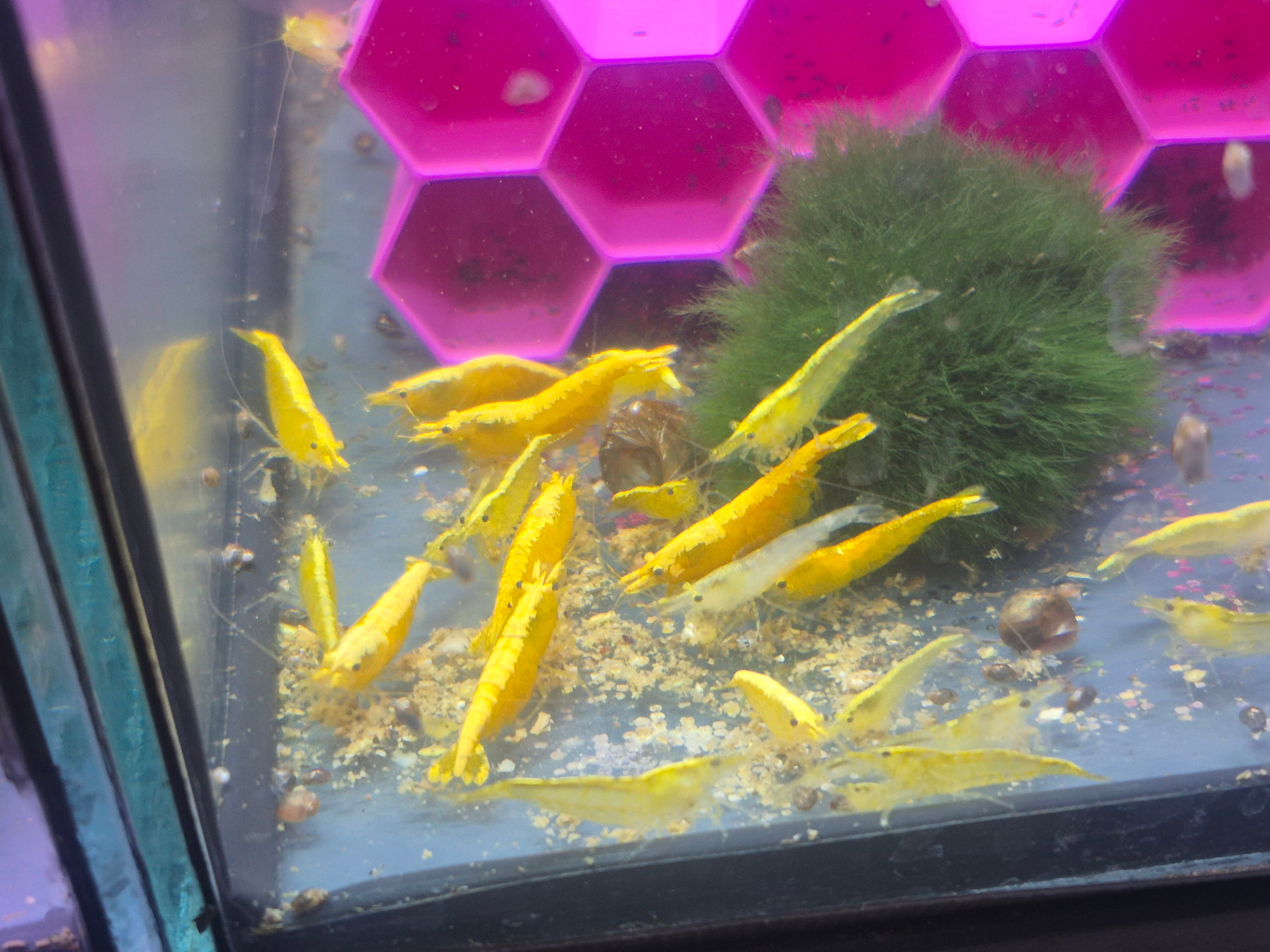 Yellow Neon Stripes Gelb Zwerggarnele Neocaridina Davidi