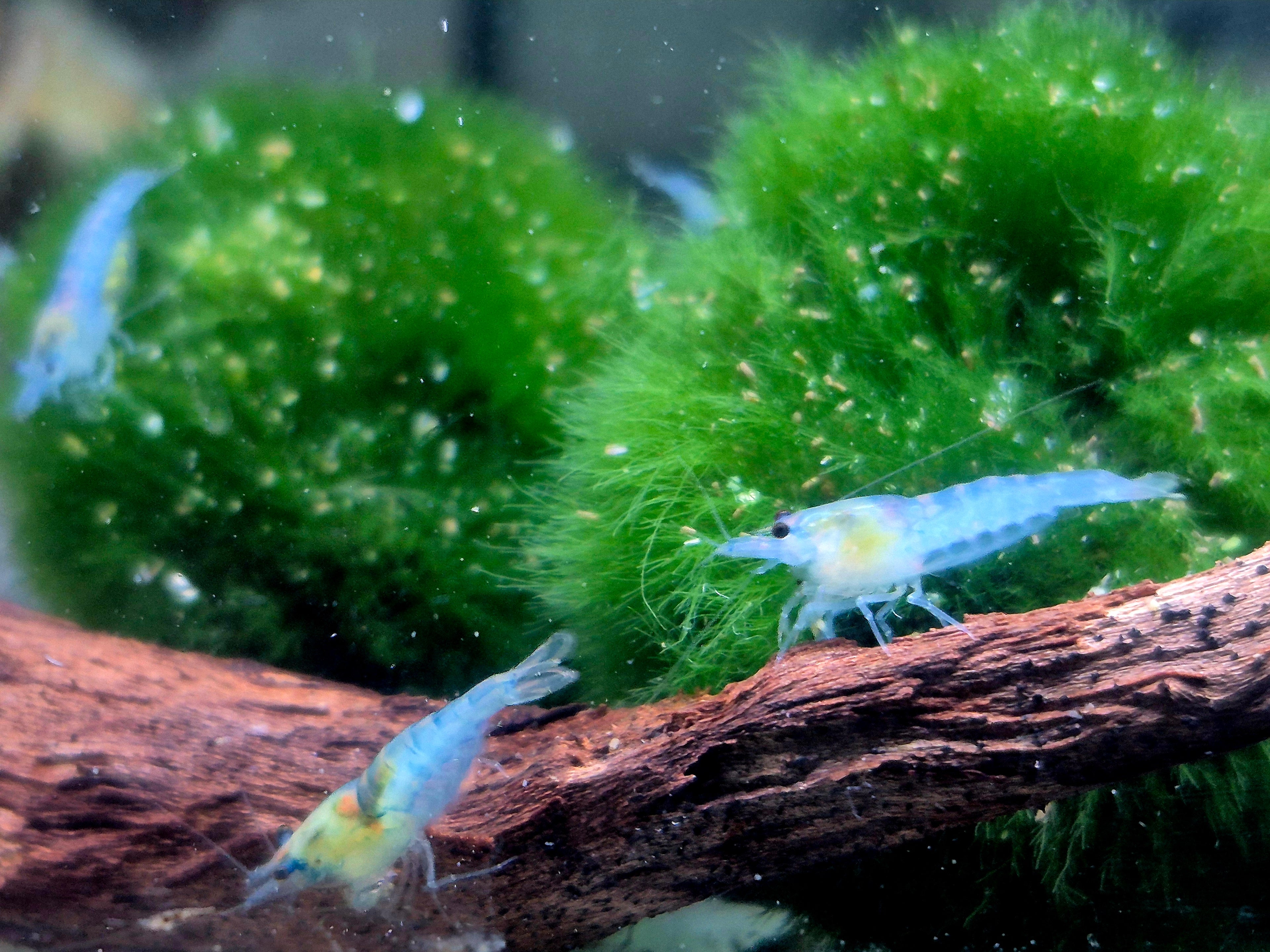 Blue Jelly blau Zwerggarnele Neocaridina Davidi