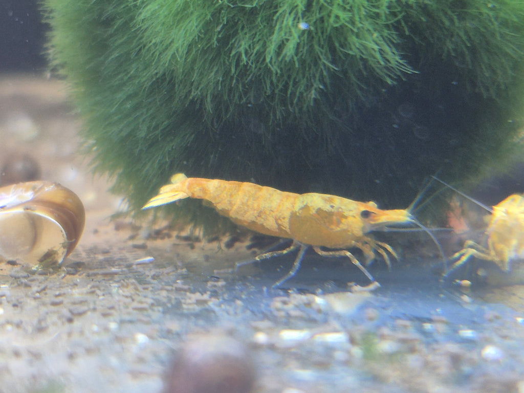 Orange Extreme Backline Zwerggarnele Neocaridina Davidi