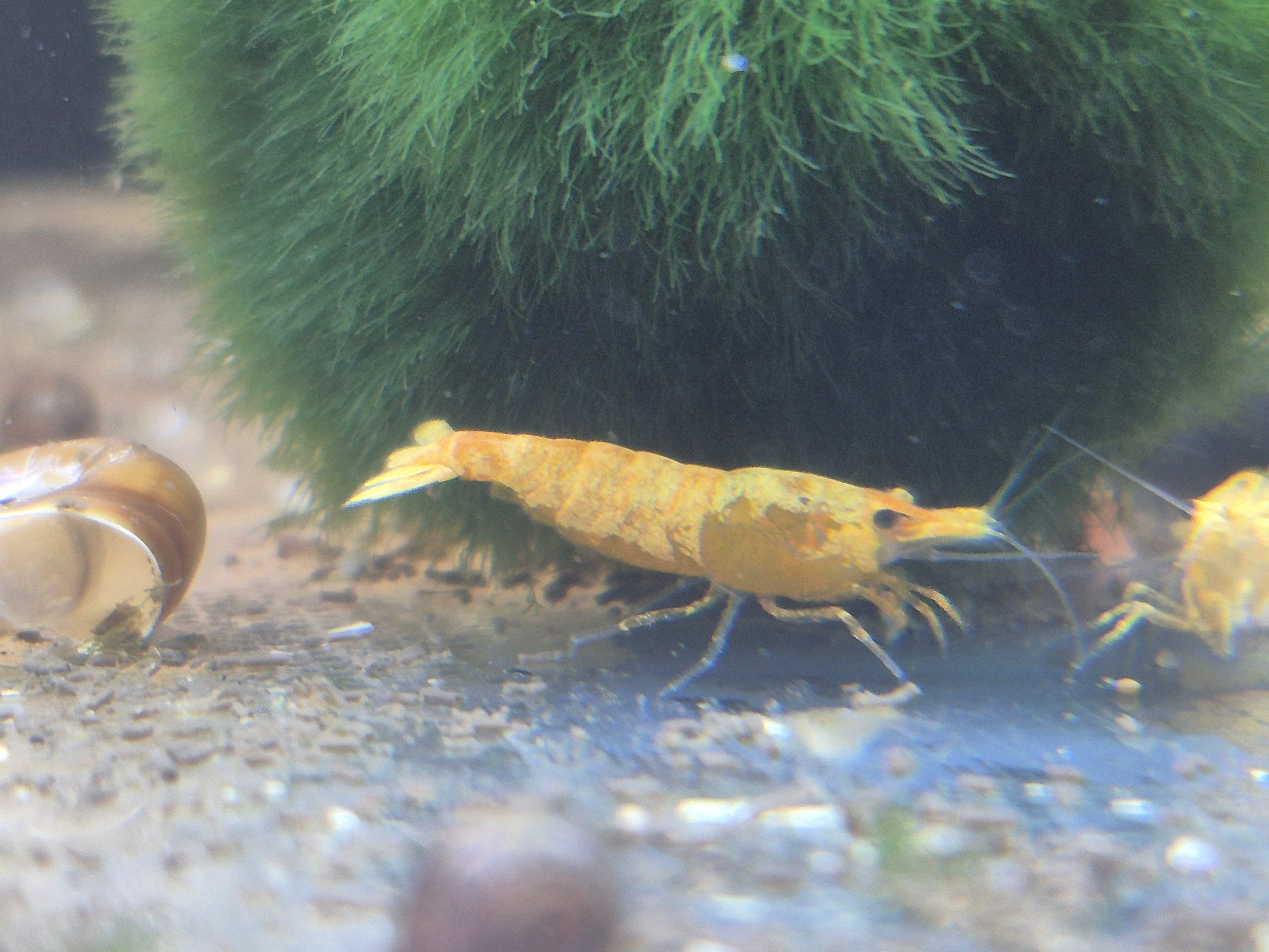 Orange Extreme Backline Zwerggarnele Neocaridina Davidi