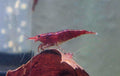 Red Cherry Fire Rot Zwerggarnele Neocaridina Davidi