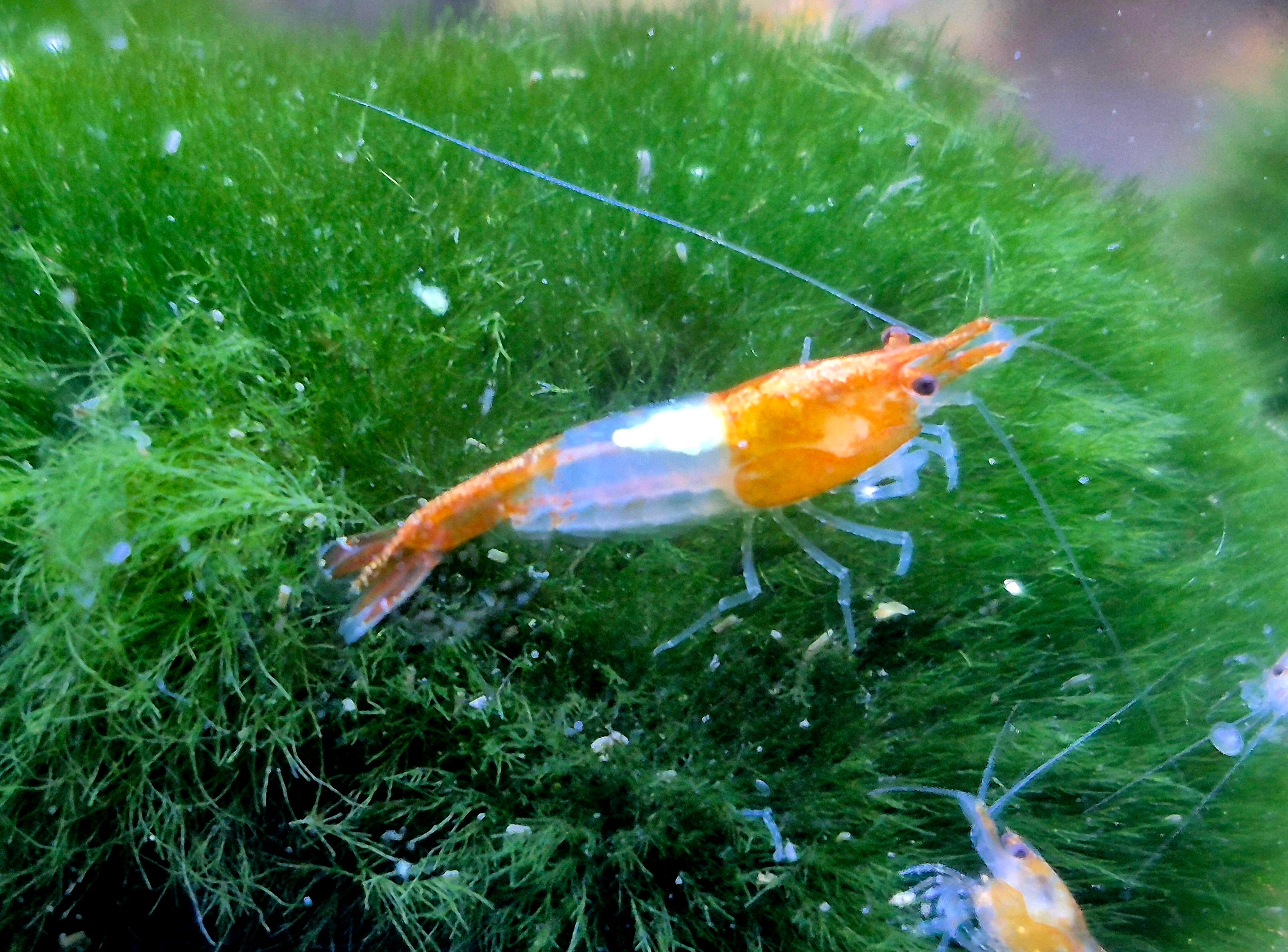 Orange Rili Zwerggarnele Neocaridina Davidi