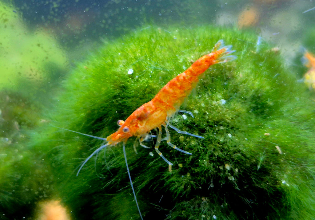 Rarität Koi Sunburst Orange Zwerggarnele Neocaridina Davidi Garnelen