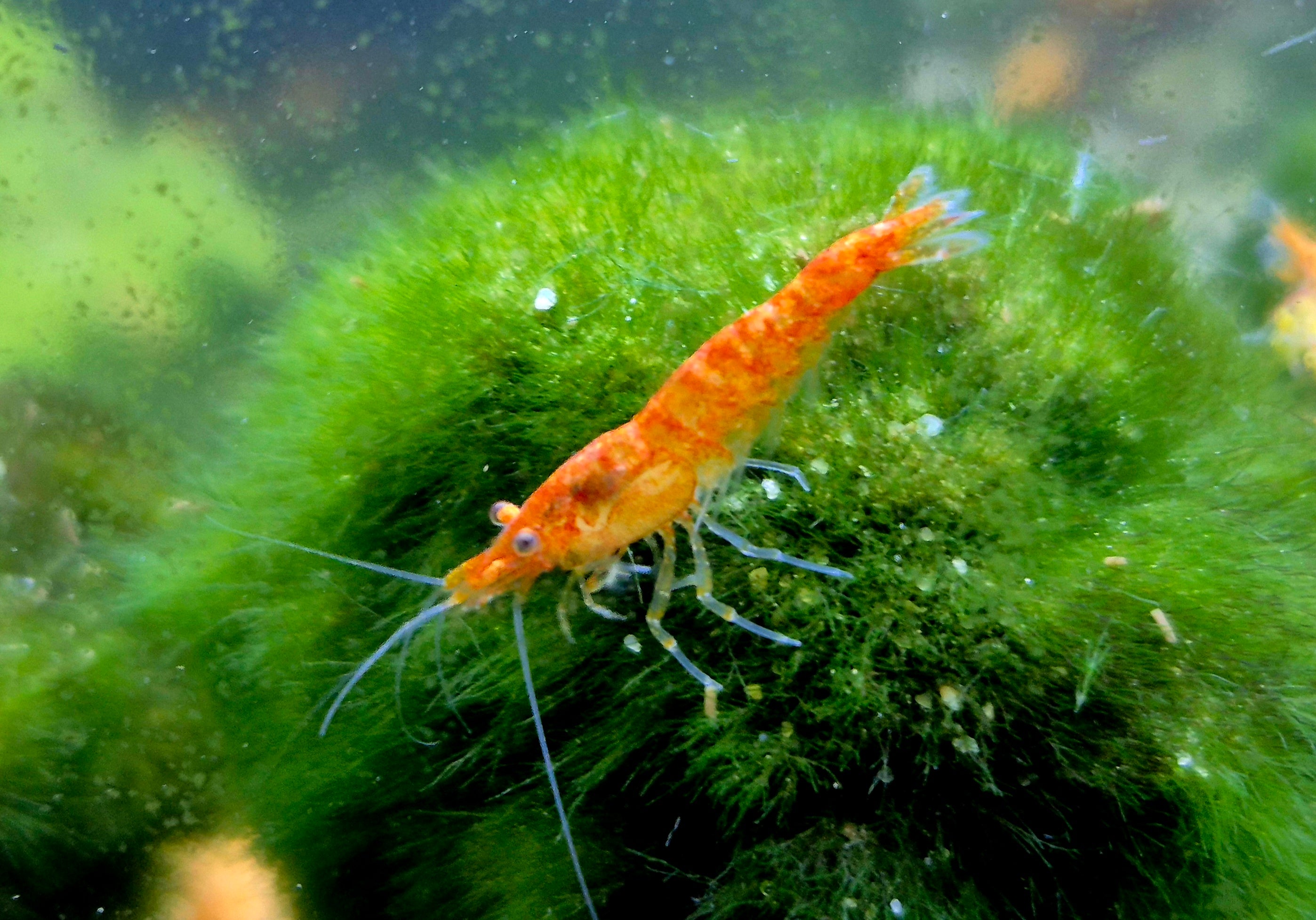 Rarität Koi Sunburst Orange Zwerggarnele Neocaridina Davidi Garnelen