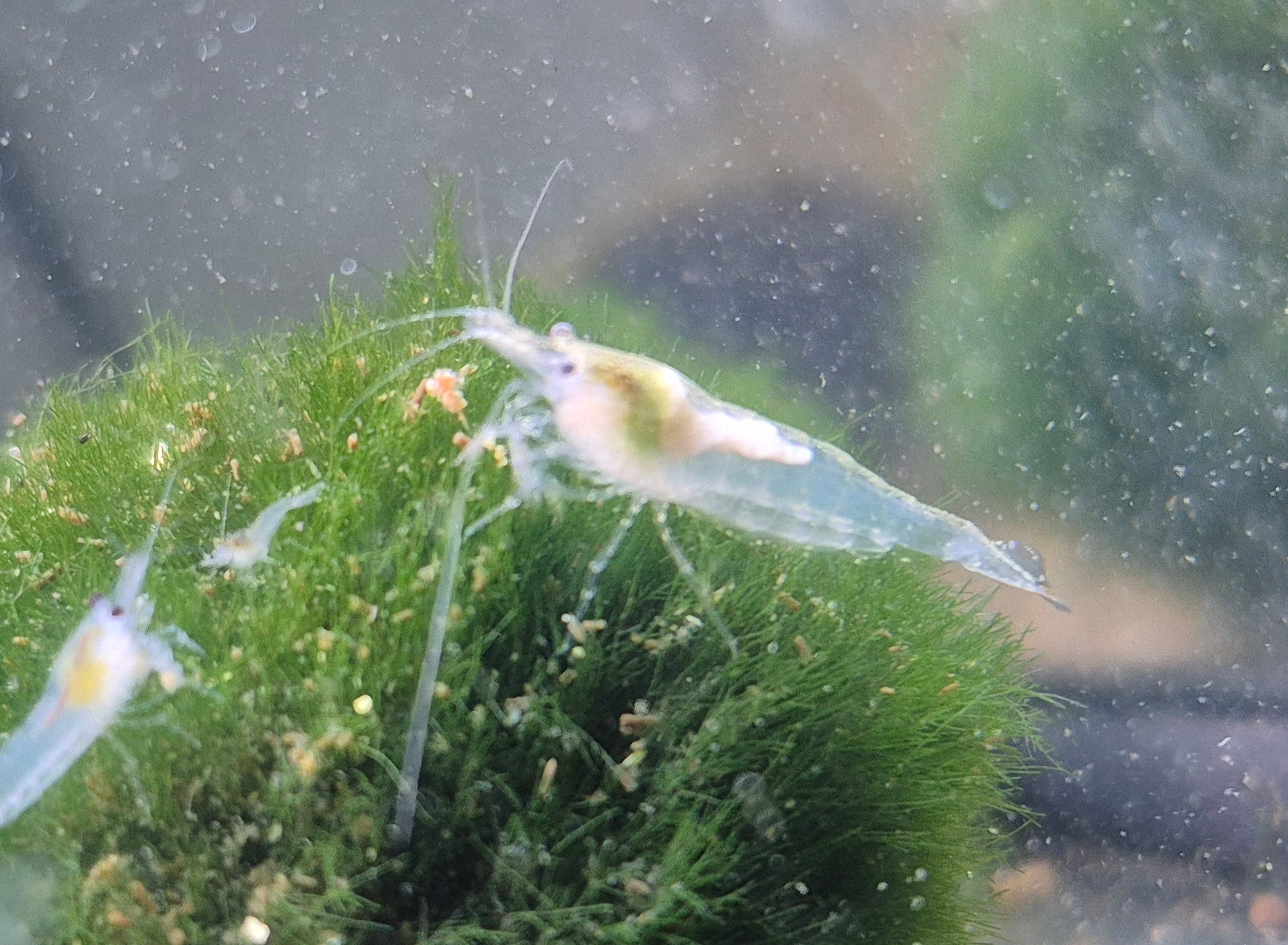 White Pearl Weiss Zwerggarnele Neocaridina Davidi