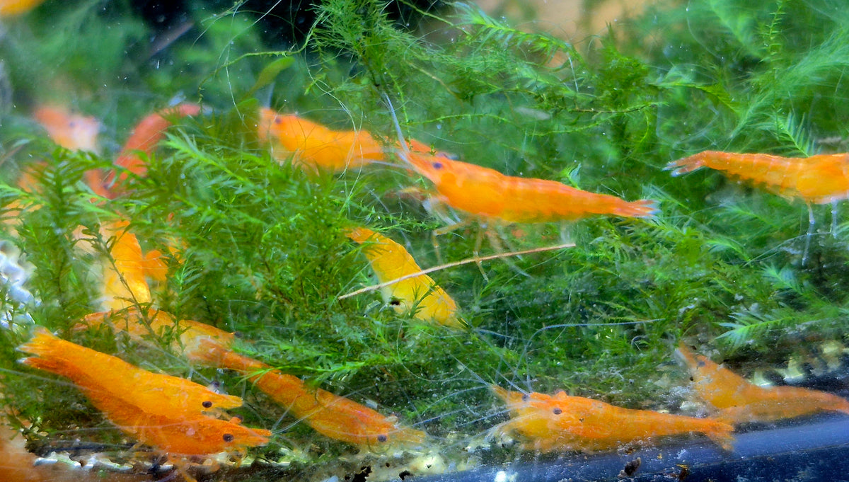 Orange Sunkist Sakura Zwerggarnele Neocaridina Davidi
