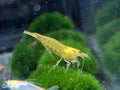 XL gelbe Amanogarnelen (Caridina multidentata) – ca. 3 cm